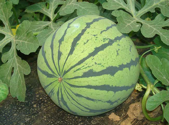 孕妇可以吃西瓜吗