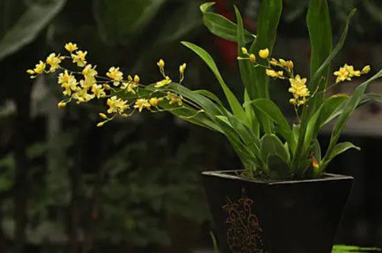 香水文心兰怎么养？香水文心兰的养殖方法和注