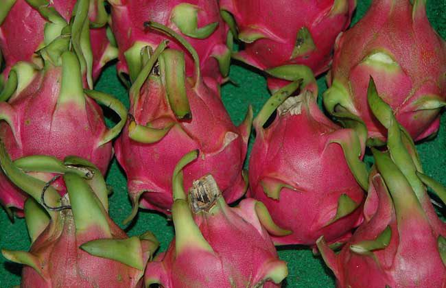 火龙果皮能吃吗