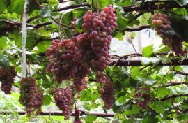 孕妇能吃葡萄吗？(孕妇吃什么预防黄疸)