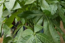 发财树如何养殖