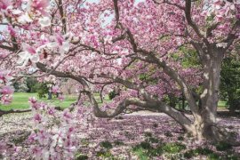 “木兰花”真好看，学会这“5点”，著名植物家