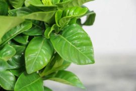 栀子花好养活吗