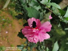 木槿花叶子蔫了能活吗