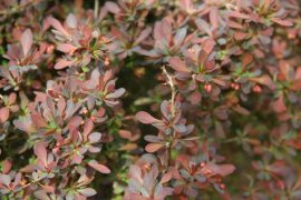 怎样制作紫叶小檗盆景