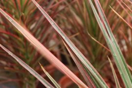 千年木冬天怎么养，掉叶子怎么办