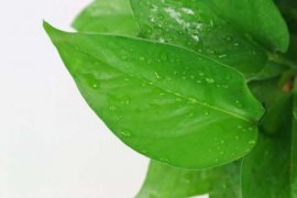 水培绿萝用什么肥，怎么养才茂盛？