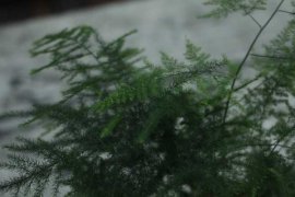 “文竹”发黄怎么办？教你“4招”，还文竹一个