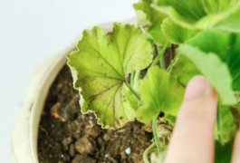 怎么让天竺葵爆盆，徒长怎么办