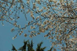 樱花烂根是怎么回事