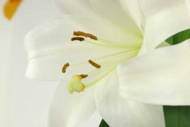 水插百合怎么快速开花