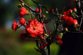 木瓜树种植方法