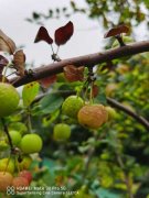 木本海棠花的养殖方法