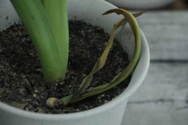 风信子黄叶的原因和处理办法