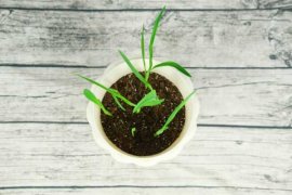 香雪兰怎么浇水