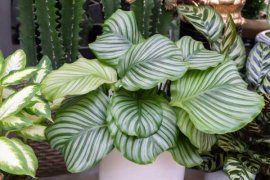 圆叶竹芋有什么作用