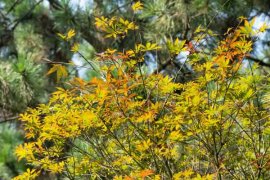 日本红枫怎么养护