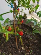 番茄结果期施什么肥好，如何施肥