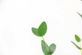 尤加利盆栽怎么养