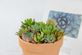 8种最容易爆盆的多肉植物