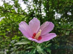 木槿的花语和寓意，有什么传说故事