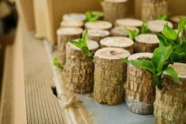 巴西木的病虫害防治方法