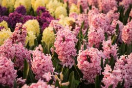 风信子叶子蔫了怎么办