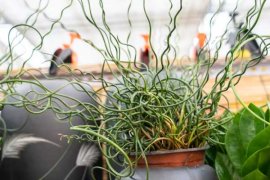 弹簧草的养殖方法和注意事项大全