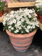 大波斯菊的养殖方法