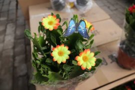 龙骨花黄叶是怎么回事