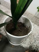 绿萝君子兰...山东大妈这么养，年年长爆盆！