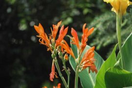 美人蕉什么时候开花？美人蕉图片