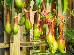 猪笼草烂根的特征，烂根怎么办