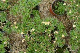 多头菊盆栽的养殖方法