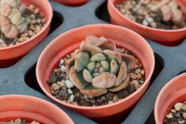 佛珠多肉干瘪了怎么办