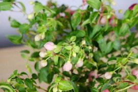 倒挂金钟适合上什么肥