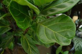 琴叶榕掉叶子怎么办，这样做叶片更健康！