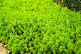 4个多肉养护必犯误区