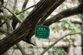 金银木的养殖方法和注意事项