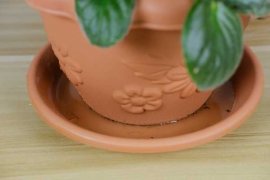 非洲堇的养殖方法和注意事项