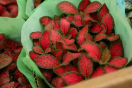 水培网纹草，守护处女座