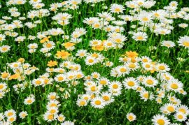 菊花如何室内越冬