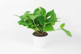 绿萝吊兰种腻了，换这6种花放客厅，四季开花看