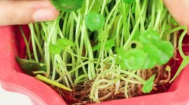 铜钱草分盆方法和日常养护