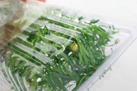 玛格丽特黄叶的原因和处理办法