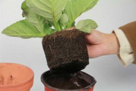 大岩桐如何换盆