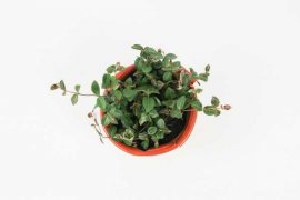 络石的繁殖方法