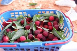 杨梅常见病虫害及其防治方法