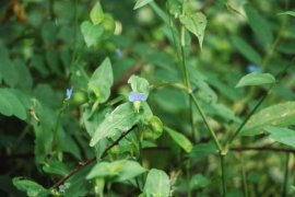 紫鸭跖草可以水培吗