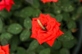 月季开花后如何修剪